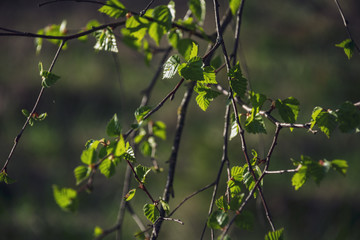 spring blossoms and leaves on birch trees on blur background