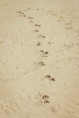 Dog footprints in sand