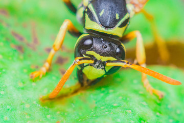 wasp close up macro