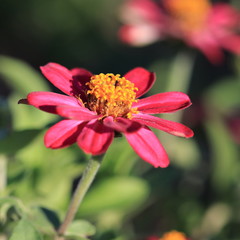 Bright Red flower background with copy space