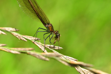 Dragonfly hunting for mosquito and eating a fly