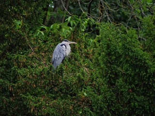 Heron 