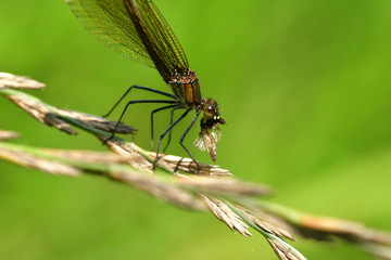 Dragonfly hunting for mosquito and eating a fly