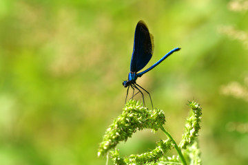 Dragonfly sitting on the grass near the water