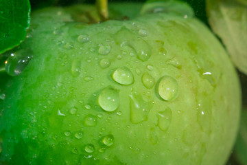 Apple close-up drops