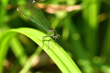 Dragonfly sitting on the grass near the water