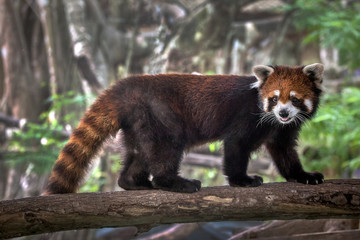 Red Panda.