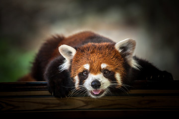 Fototapeta premium Red Panda.
