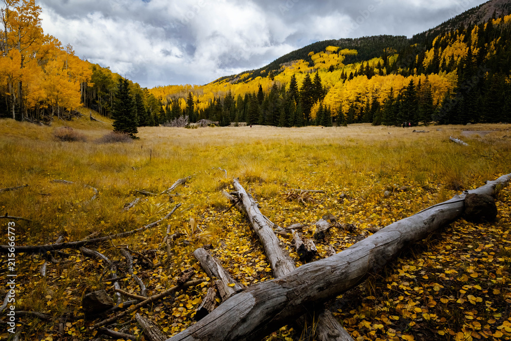 Poster Fall color landscape in Lockett meadow, Inner basin trail, Arizona