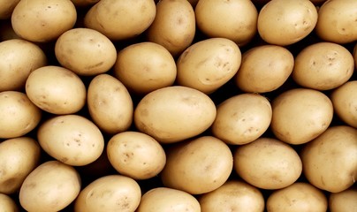 Background of White Potato