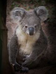 Obraz premium animal,arboreal,aussie,australia,australian,baby,background,bear,branch,brisbane,climb,cuddly,cute,ears,embracing,endangered,eucalyptus,fur,furry,gray,green,grey,isolated,koala,leaf,looking,mammal,mar