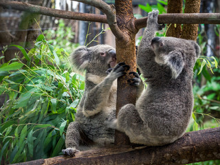 koala bear cute