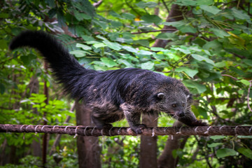 Binturong   climbing.