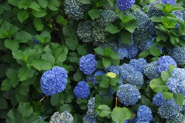 Hortensias bleus sous la pluie