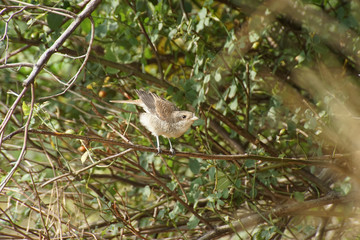 bird in the foliage of trees