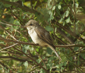 bird in the foliage of trees