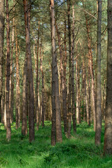 Fototapeta na wymiar Kempen forest in Brabant, Netherlands, healthy walking in sunny day in pine forest with green grass