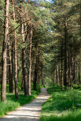 Kempen forest in Brabant, Netherlands, healthy walking in sunny day in pine forest with green grass