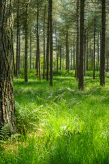 Kempen forest in Brabant, Netherlands, healthy walking in sunny day in pine forest with green grass