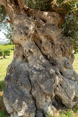 Papier Peint photo Lavable Olivier Very old olive trees in Apulia, Italy, famous center of extra virgine olive oil production
