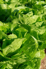 Fototapeta na wymiar Fresh organic green lettuce leaf vegetable growth outdoor on field, ready to harvest