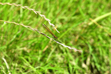 Dragonfly sitting on the grass near the water