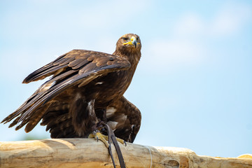 Golden eagle, Aquila chrysaetos, one of the best-known large birds of prey in the Northern Hemisphere