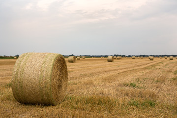 Harvested field in late summer with straw bales ready for collection