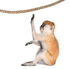 Monkey Playing With Rope - Isolated