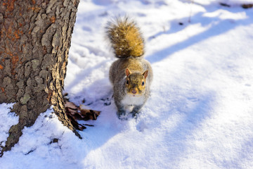 Squirrel in forest at winter scenery - blurred forest in the background
