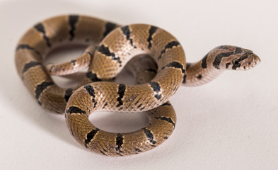 The common kukri snake or banded kukri, Oligodon arnensis, is a species of nonvenomous colubrid found in Sri Lanka, India, Bangladesh, Pakistan, Bhutan and Nepal.