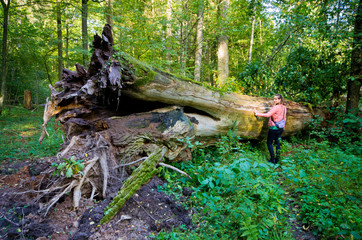 Fototapeta premium Huge trunk of the tree and woman - Bialowieza, Poland