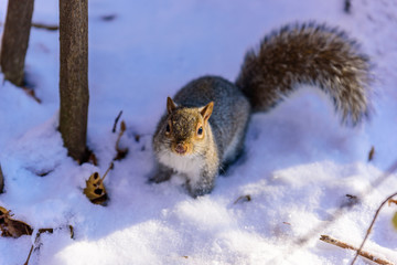 Squirrel in forest at winter scenery - blurred forest in the background