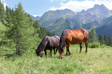 Horses in the pasture