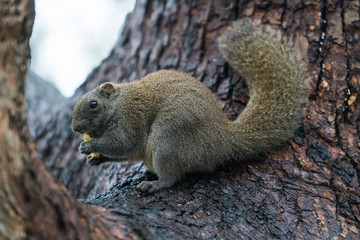 A squirrel is eating french fries