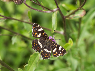 The map butterfly (Araschnia levana) - second generation