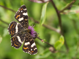 The map butterfly (Araschnia levana) - second generation