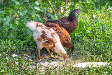 Young chickens consume food in the garden of the farm_