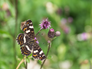 The map butterfly (Araschnia levana) - second generation