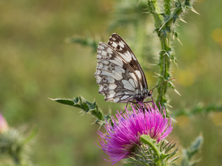 The marbled white butterfly (Melanargia galathea)