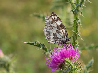The marbled white butterfly (Melanargia galathea)