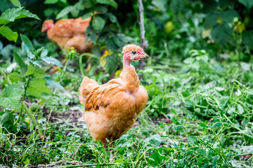 Young orange chickens a breed Naked Neck in the garden of the farm_