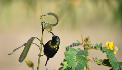 Der Sonnenvogel  © dieter76