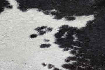 close-up on black and white cow skin fur texture