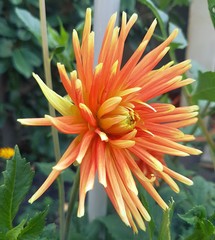 Blumen, Blüten, Sommer, Natur