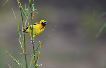 Webervogel in Kenia