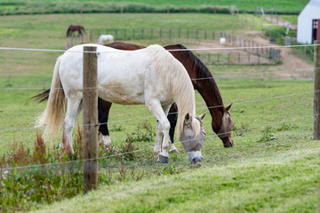 horses grazing with fly masks