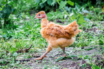 Young chicken a breed Naked Neck in the yard of the farm_