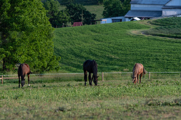 Three horses grazing in Appalachia