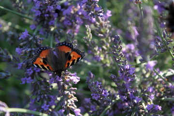 Schmetterling Kleiner Fuchs 